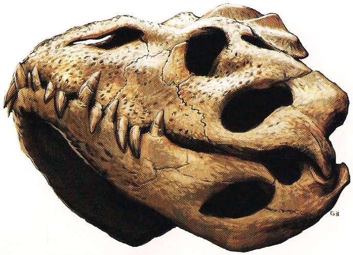 File:Foetodon skull.png