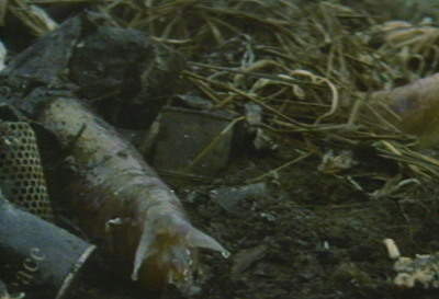 File:Last Days of Planet Earth - Monsters - Giant Slugs.jpg