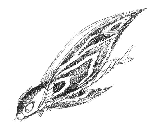 File:Concept Art - Rebirth of Mothra 2 - Aqua Mothra 12.png