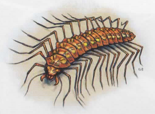 File:Carrion Centipede.png