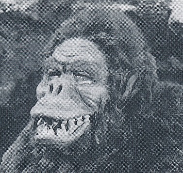 File:Kong face 01.jpeg