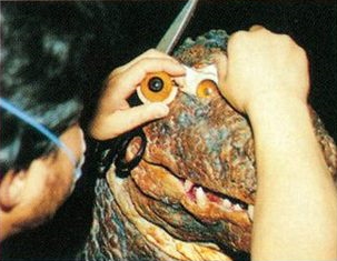 File:Godzillasaurus eyeball.jpg