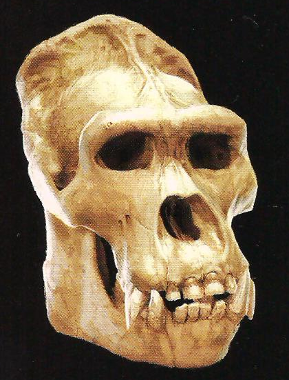 File:Kong skull.png