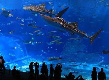 File:Okinawa-churaumi-aquarium.jpg