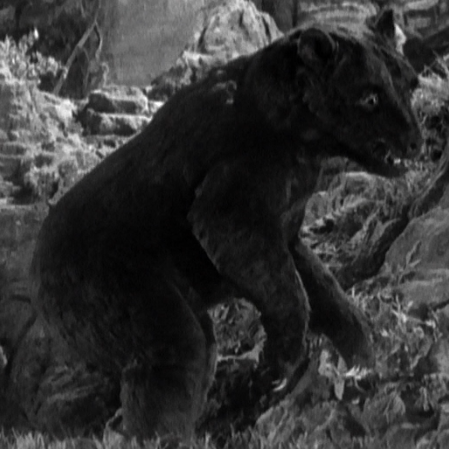 File:Cave bear 2.png