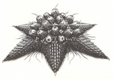 File:Concept Art - Rebirth of Mothra 2 - Barem 1.png