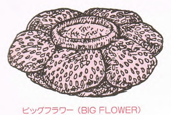File:KK2-BIG FLOWER.png