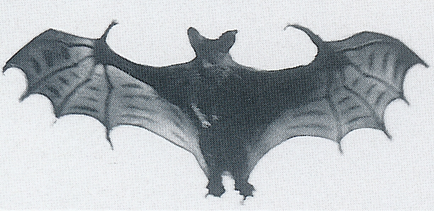 File:Space Amoeba - Sergio Island bat.png